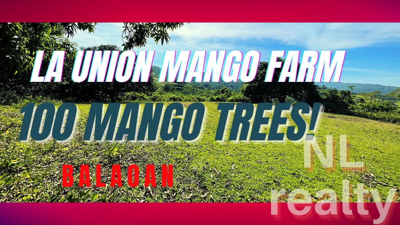Mango Farm For Sale La Union Agri Land Overlooking Balaoan Philippines