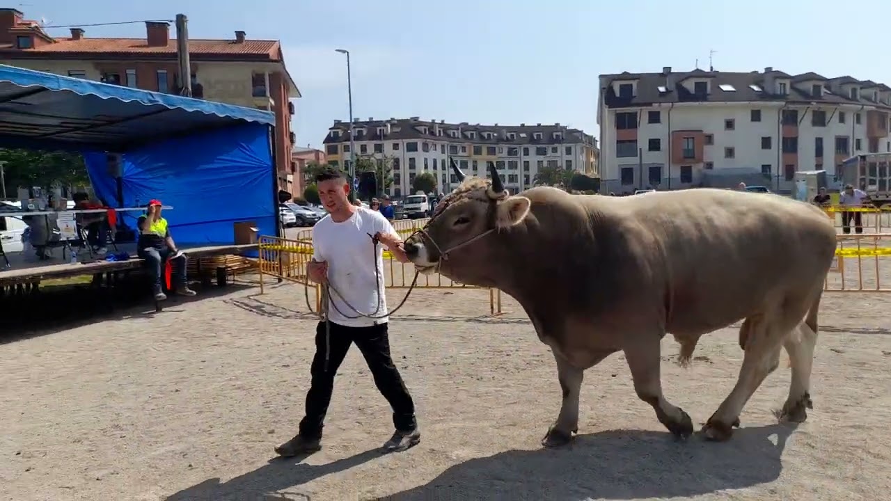 toros de más de 4 años
