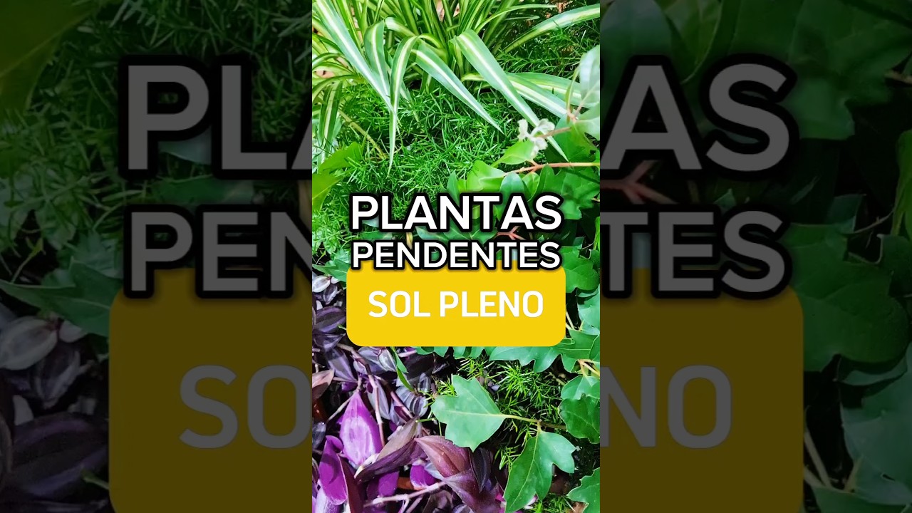 &Oacute;timas op&ccedil;&otilde;es para jardim vertical #plantas #jardimvertical #pendente