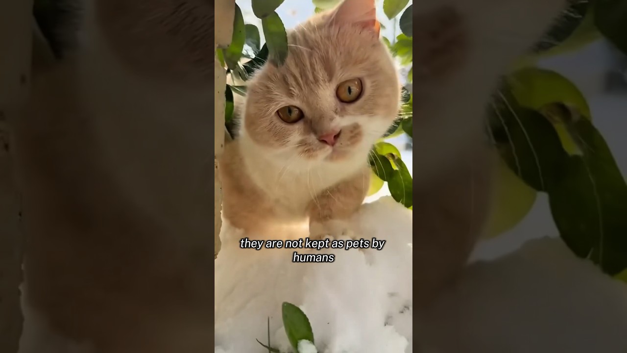 So cute 🥰 #story #cat #petstory #animallover #animals #loveanimals #happypetstory #cute