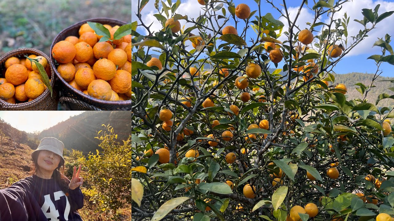 Lemon🍋plucking at Family Farm #Talui Village Ukhrul Manipur.