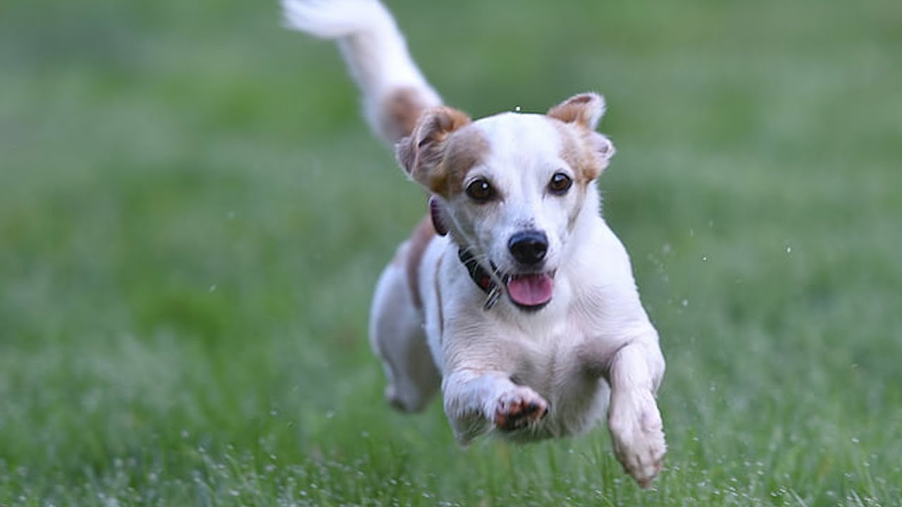 IL Terrier, cane tuttofare
