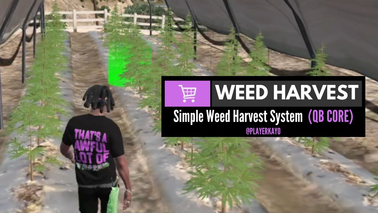 Free Cannabis Harvest Script For Five M (QB Core Framework) 2026