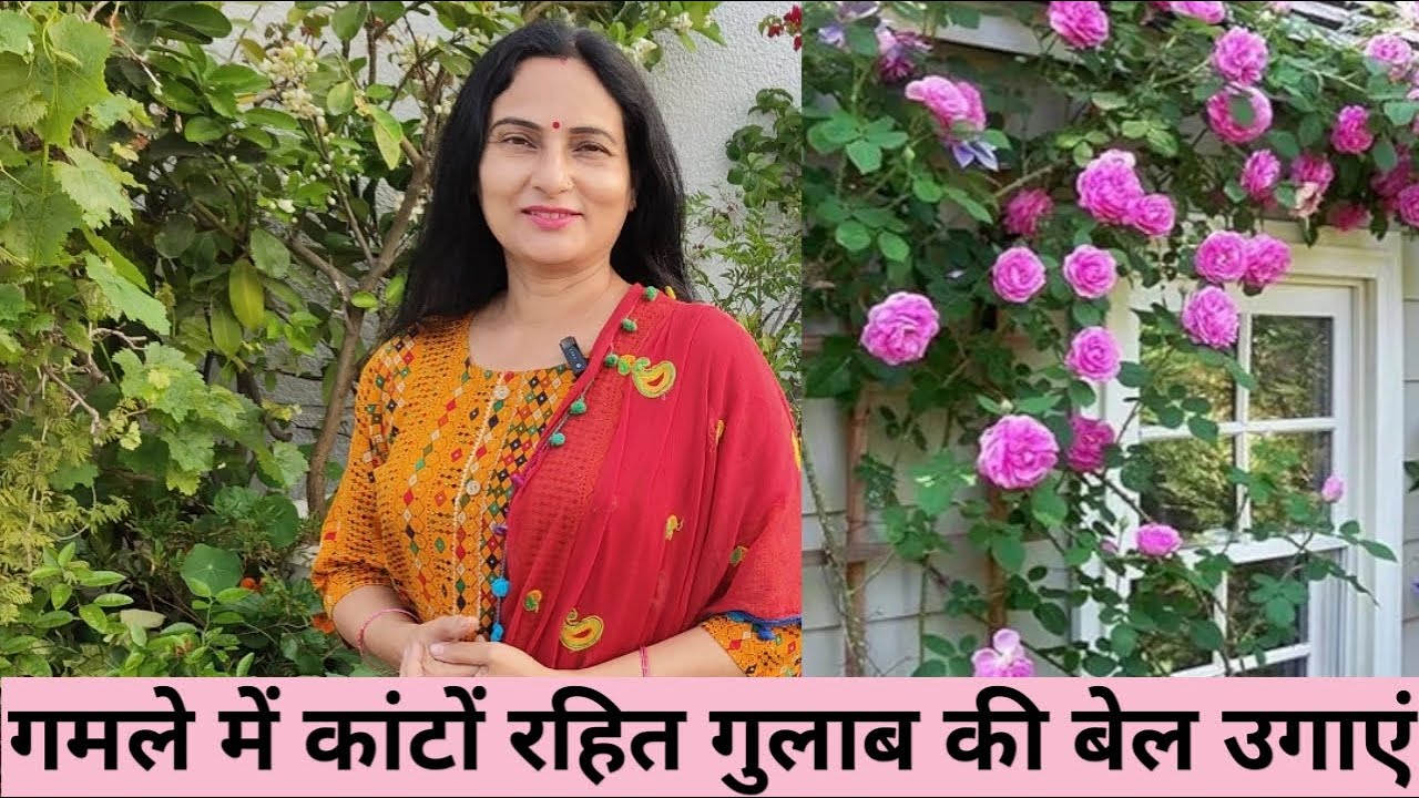 गमले में कांटों रहित गुलाब की बेल उगाएं |Rose plant care tips | Rashmi's World - Create to Decorate