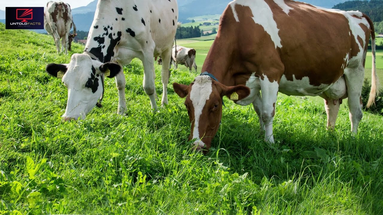 Swiss Milk: A Standard of Purity and Quality