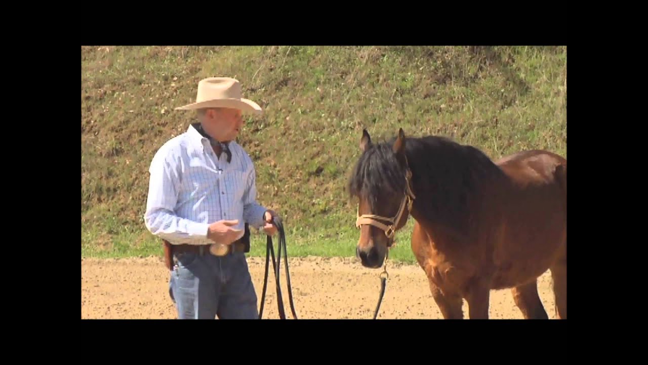 Charles Wilhelm shows the basics of desensitizing your horse's legs, feet and face.