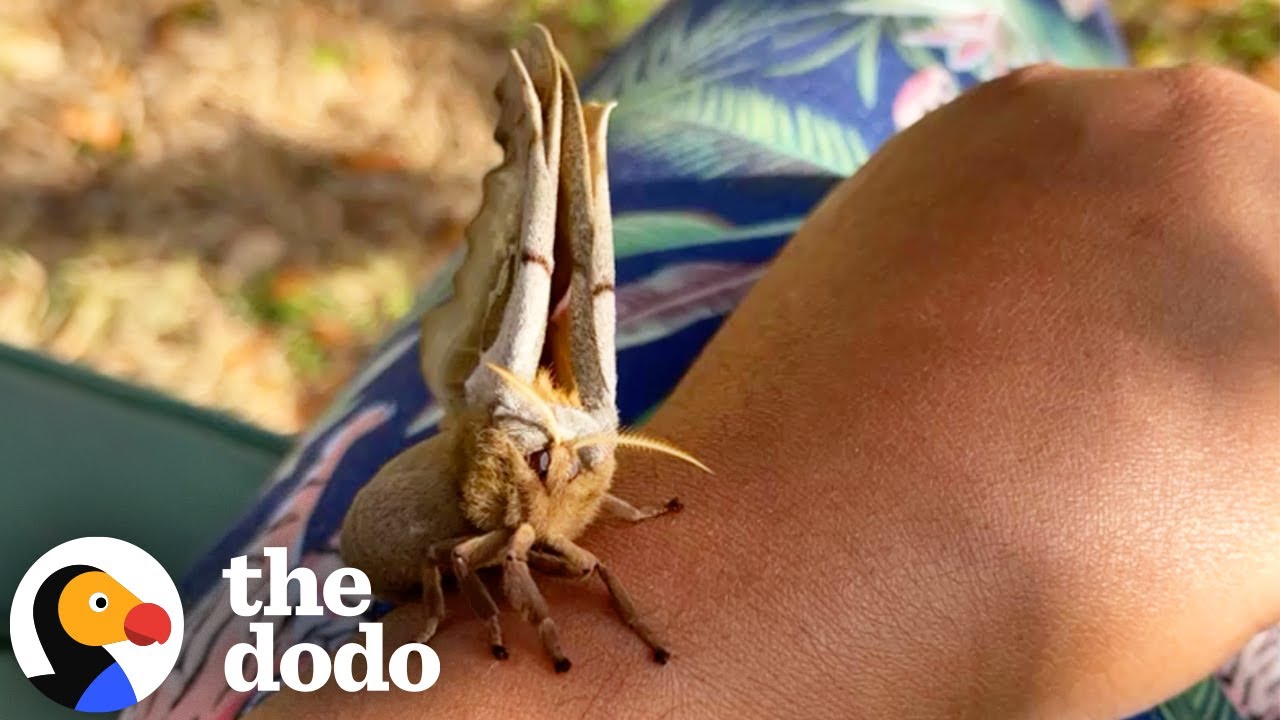 The Cutest Wildlife Rescues Ever | The Dodo