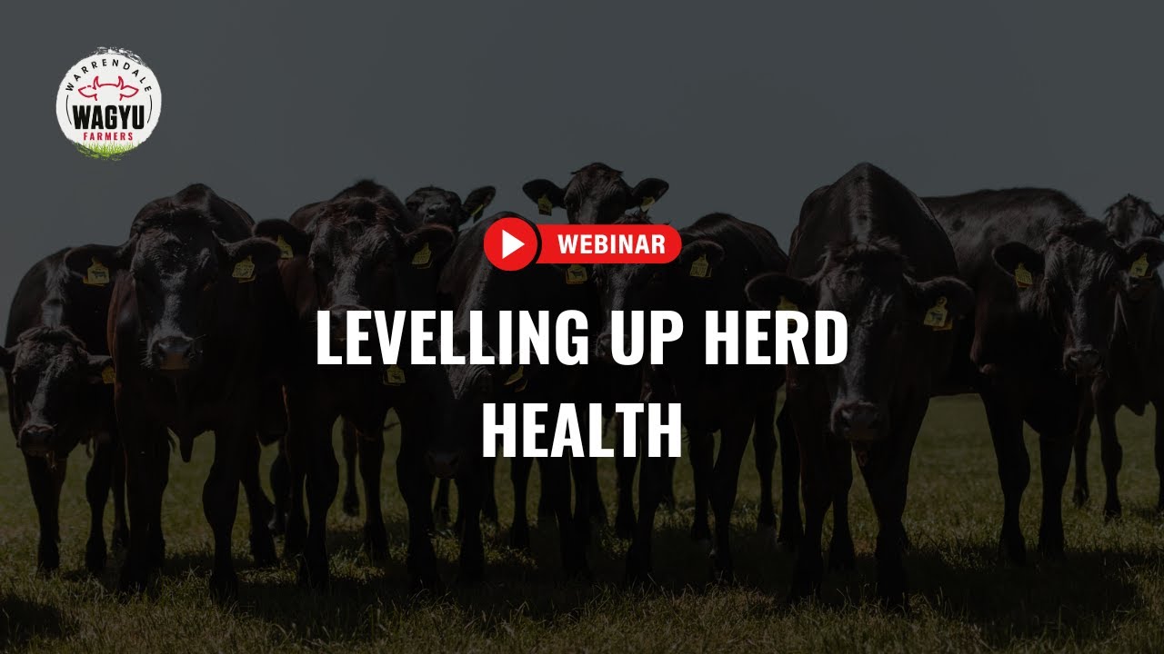 Webinar: Levelling up herd health