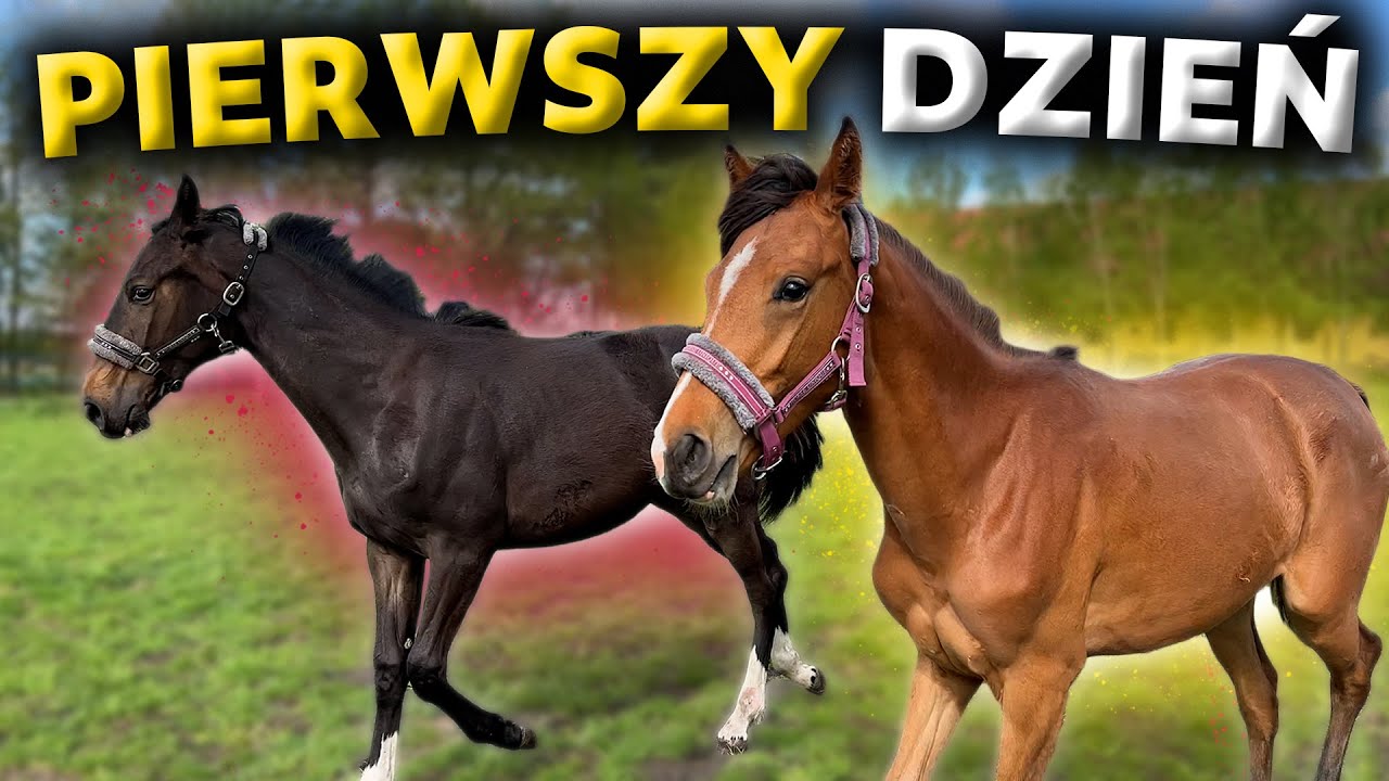 LOVKA I PRIMKA NA NOWYM PADOKU!