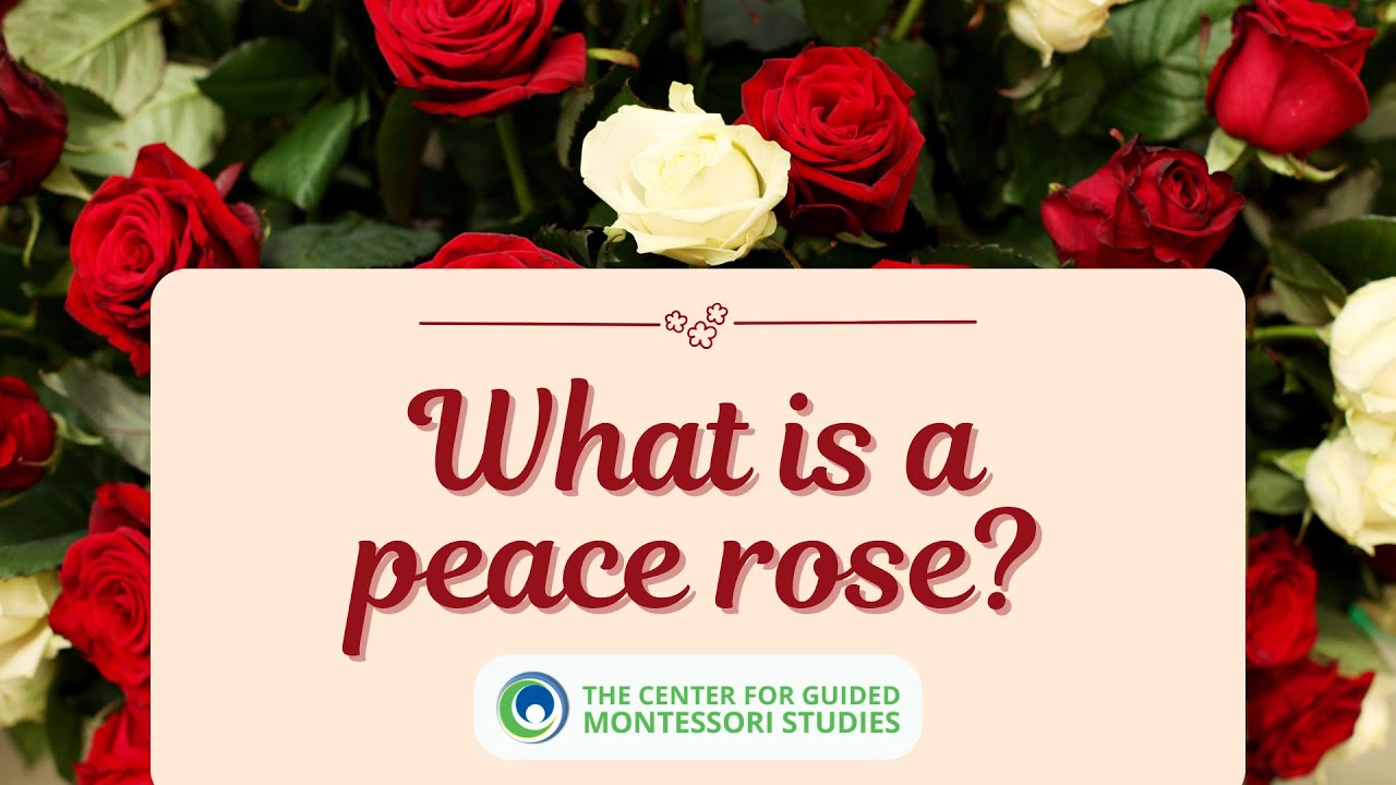 What is a Peace Rose? | Montessori Points of Interest