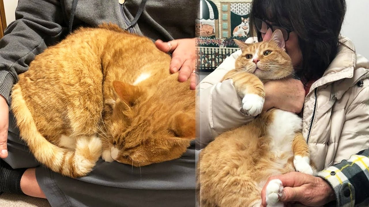 This Cat Was Dropped Off At Shelter For Being Too Cuddly