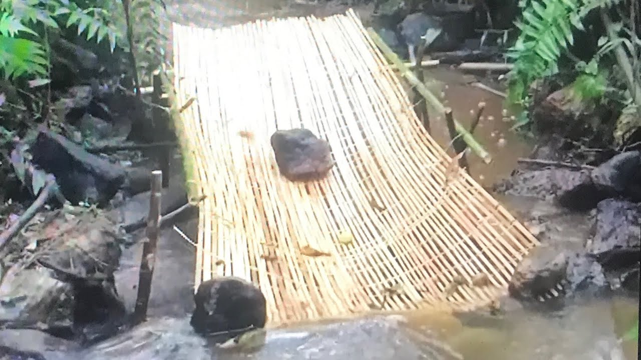 野外生存，製作多種簡易捕魚工具（Survive in the wild and make simple fishing tools）