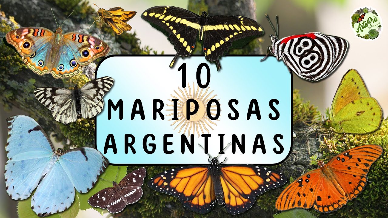 10 MARIPOSAS ARGENTINAS