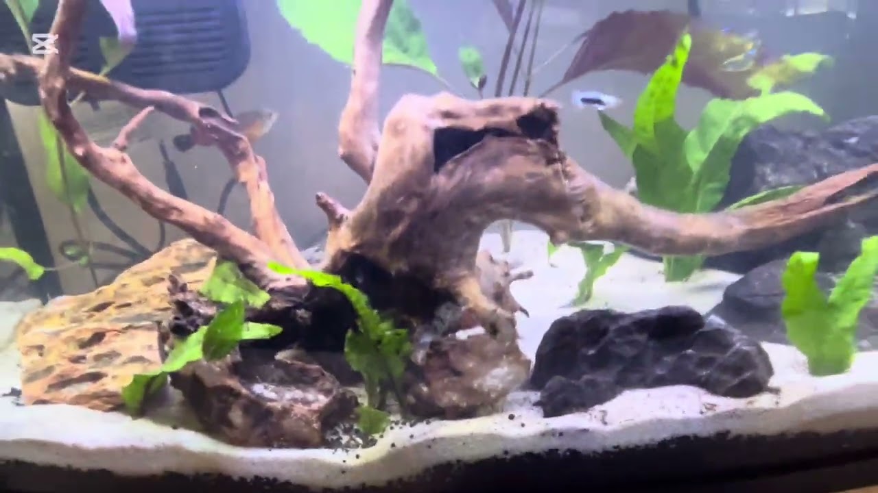 Tank Tour! (All five tanks)
