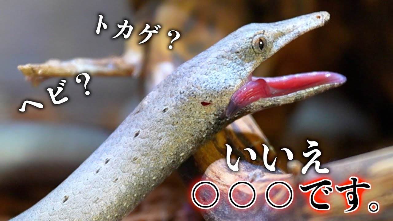 この生き物、生きた◯◯◯を食べます【バートンヒレアシトカゲ】