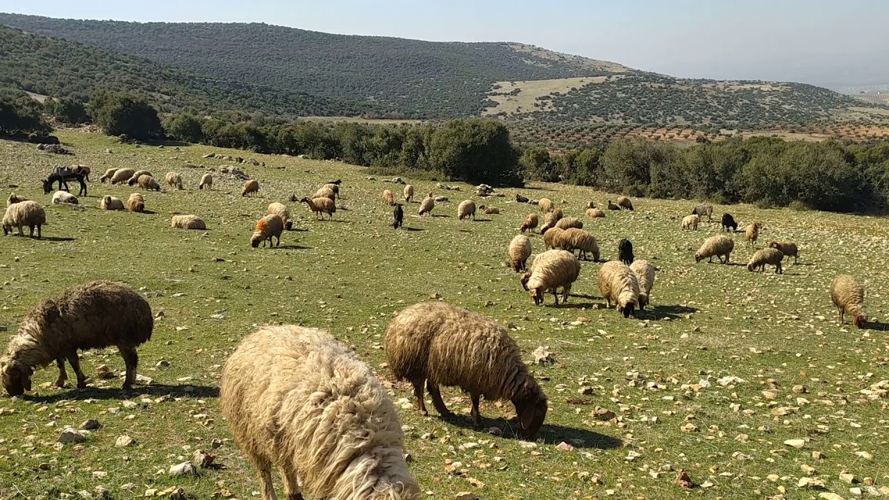 Kilis Yeniyurt çobanı Ahmet Yıldızoğlu