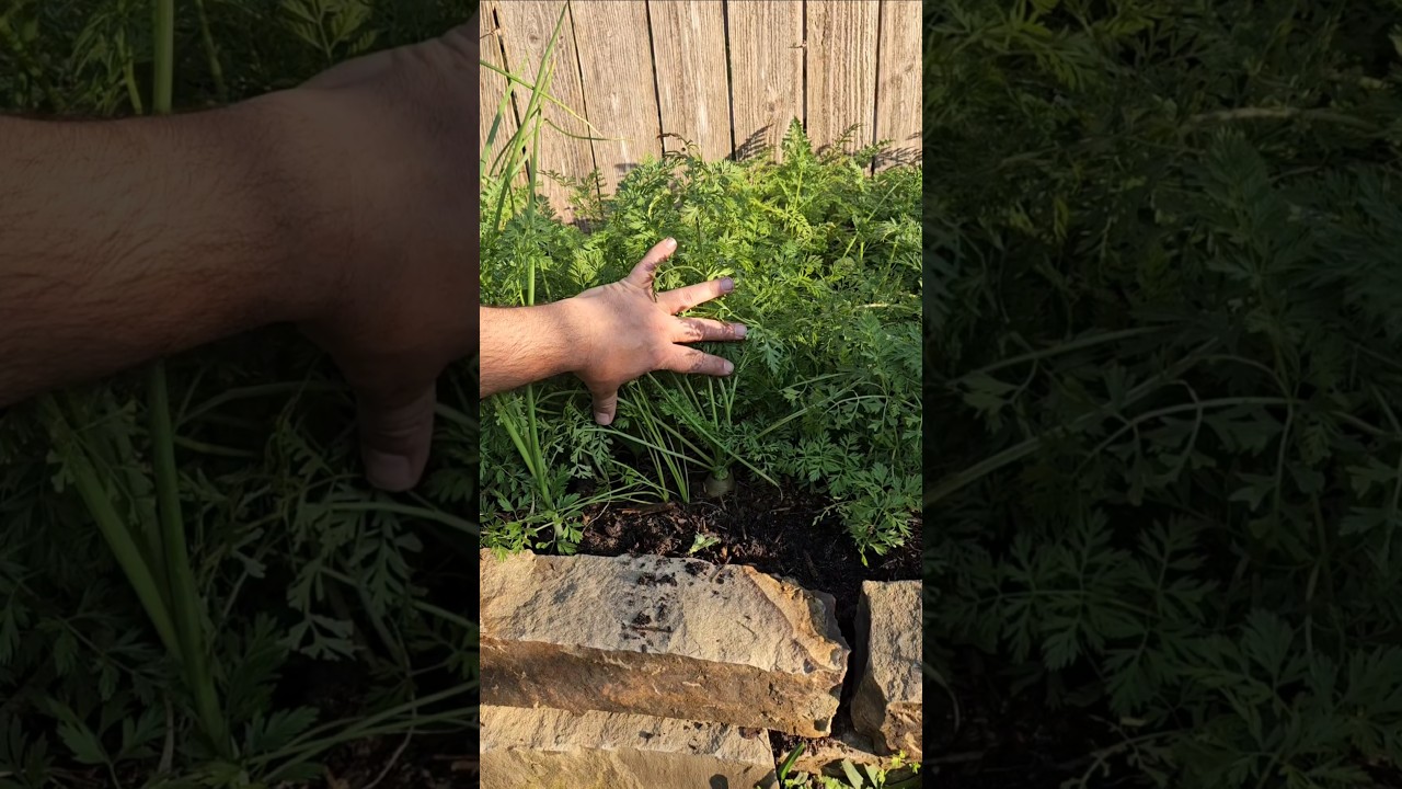 Кто же не любит неожиданный маленький урожай? 🥕 || DHBG #садоводство #выращиваниесадовников #угол...