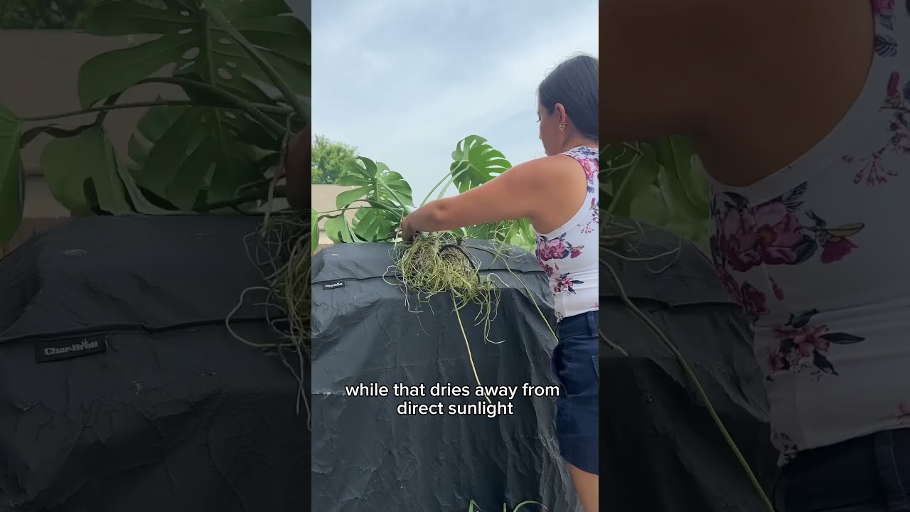 Growing my monstera plants in water 11 months later #monsteraplant #hydroponics #plantcare