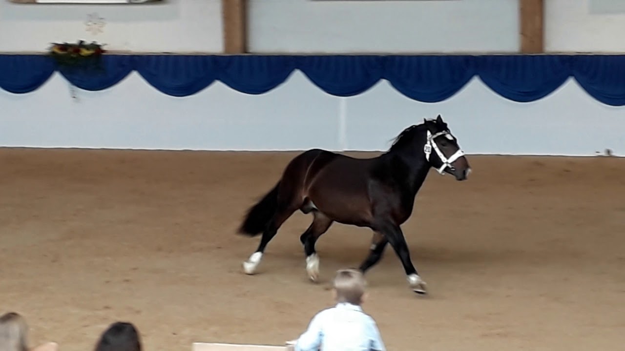 Hengstk&ouml;rung S&uuml;ddeutsches Kaltblut M&uuml;nchen-Riem 2017: Hengst Gladiator II Freilaufen