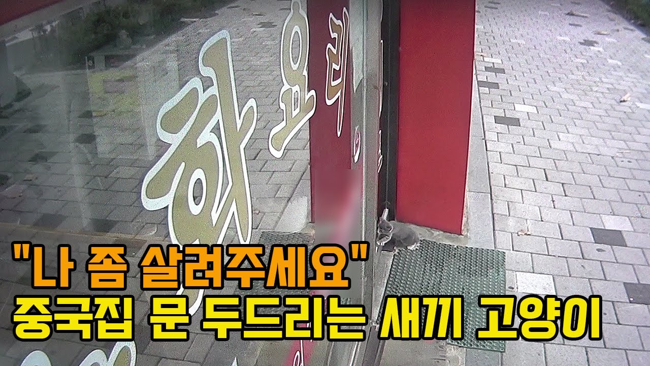 차도를 건너 중국집에 찾아온 새끼 길고양이 3일 만에 극적으로 구조했습니다!
