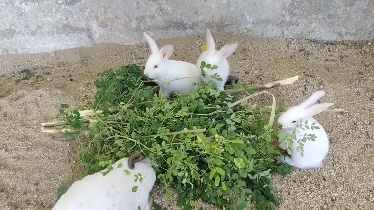 Conejos en semi libertad 2.