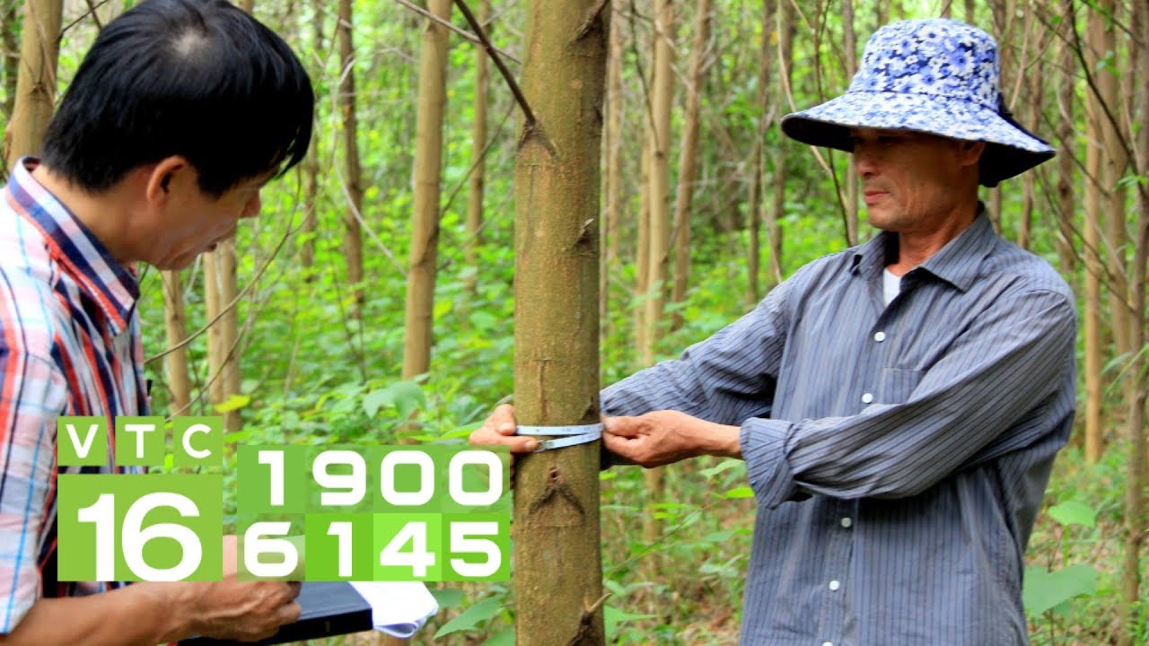 Giống keo lai đặc biệt, lớn nhanh như thổi | KHNN 280 | VTC16