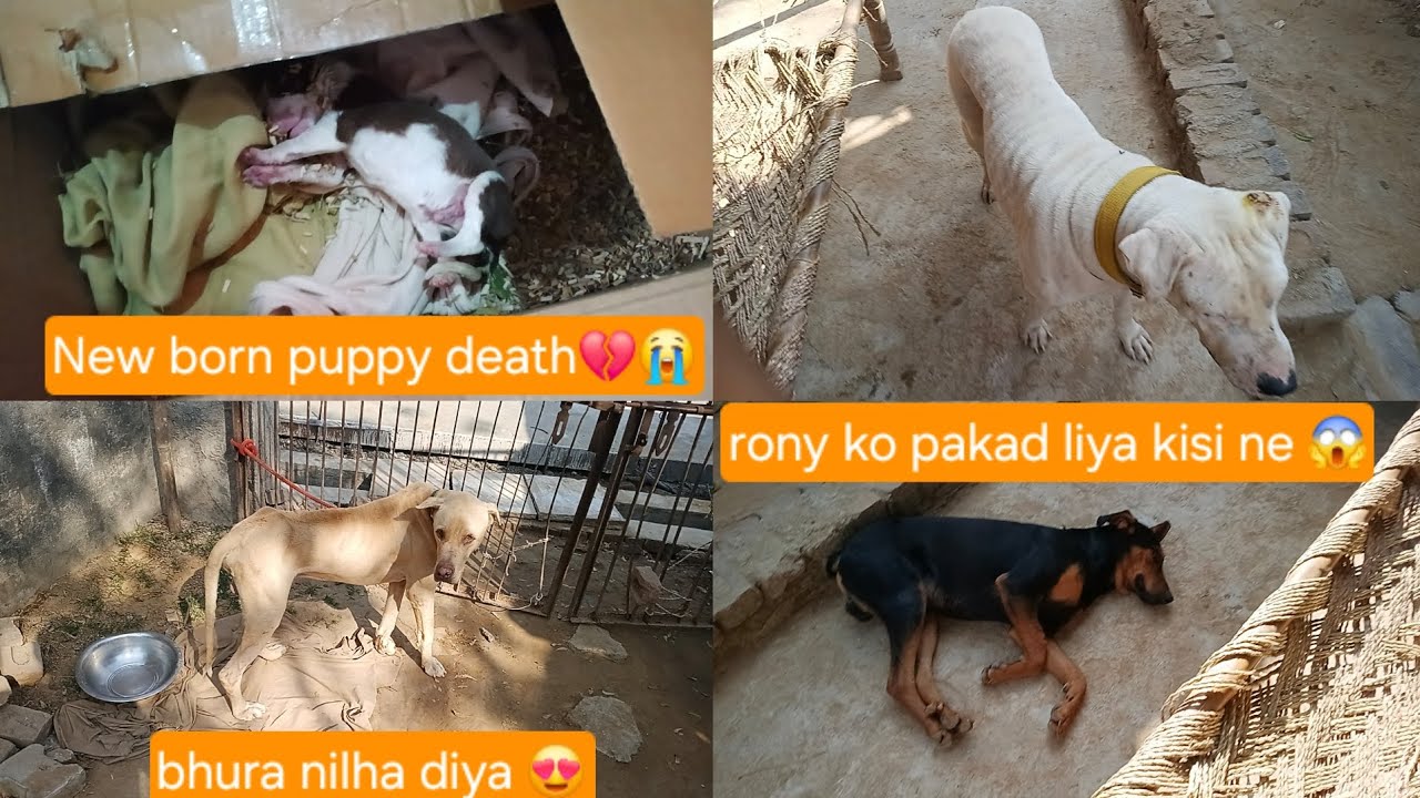 New born puppy ki death ho gyi💔Bhura nilha diya😍rony ko kisi ne pakad liya😱#mayankdogsfamily#videos 