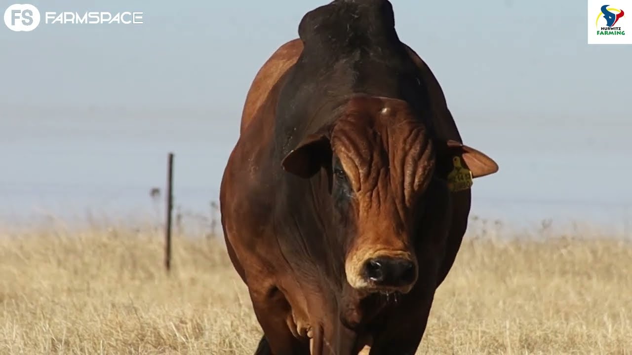 We discuss Jumbo, his progeny and 