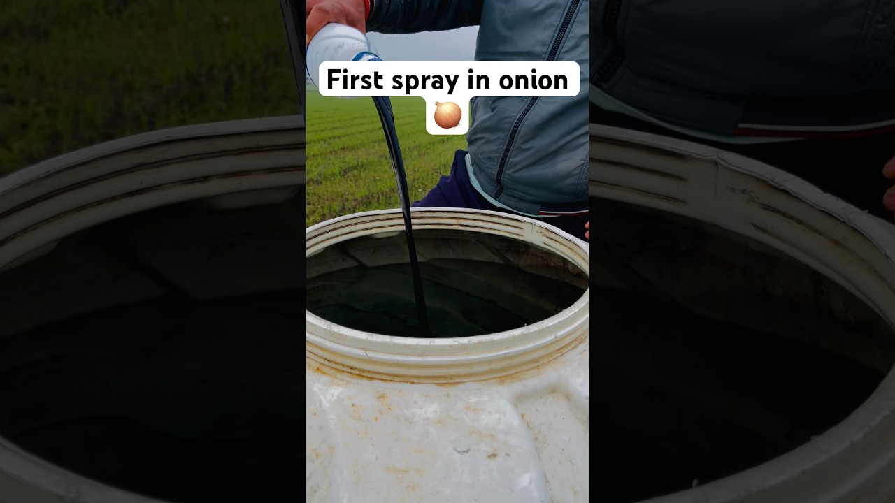 First spray in onion 🧅 🔥😎 