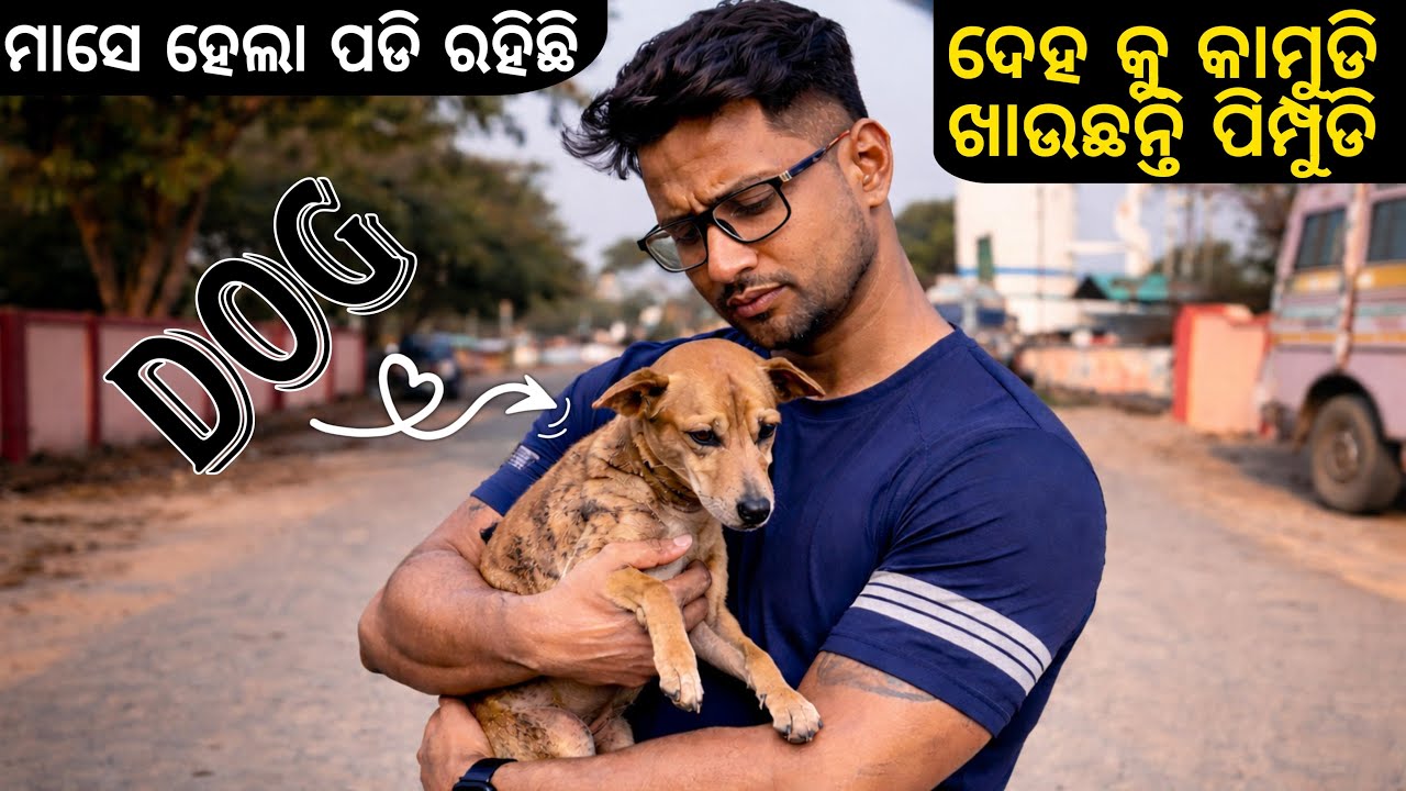 ମାସେ ହେଲା ପଡି ରହିଛି ବିଚରା Dog ଟି.. ପୁରା ଦେହରେ ପିମ୍ପୁଡି ଲାଗିଗଲାଣି 😭