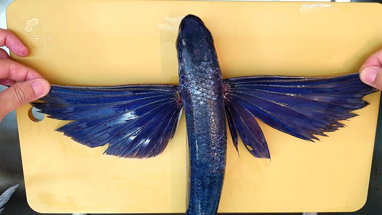 當季好魚飛魚生魚片、一夜干。| 用真空機與塑膠袋熟成魚的實驗。