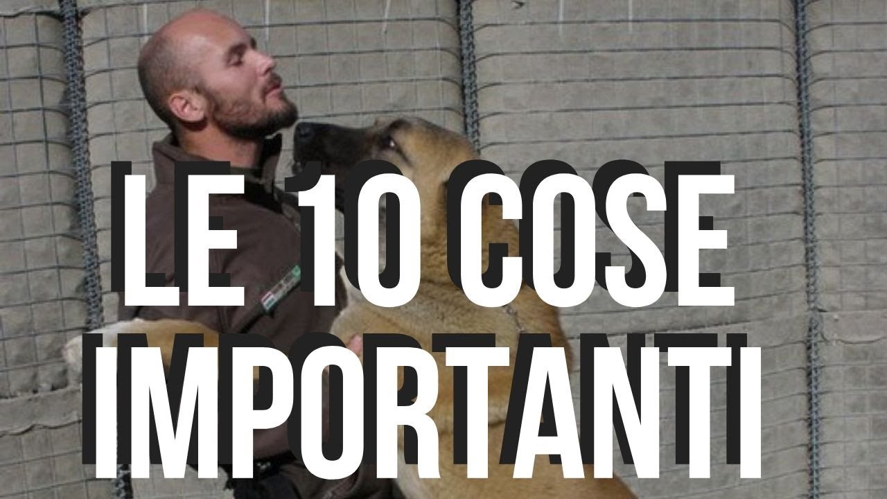 EFFICACIA del cane da guardia: le 10 COSE PIÙ IMPORTANTI da fare!