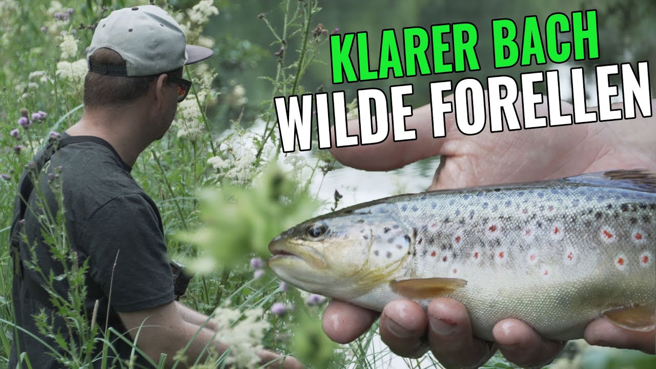 Wilde Forellen an glasklarem Bach! || Forellenangeln im Sauerland || Pantoffel angelt
