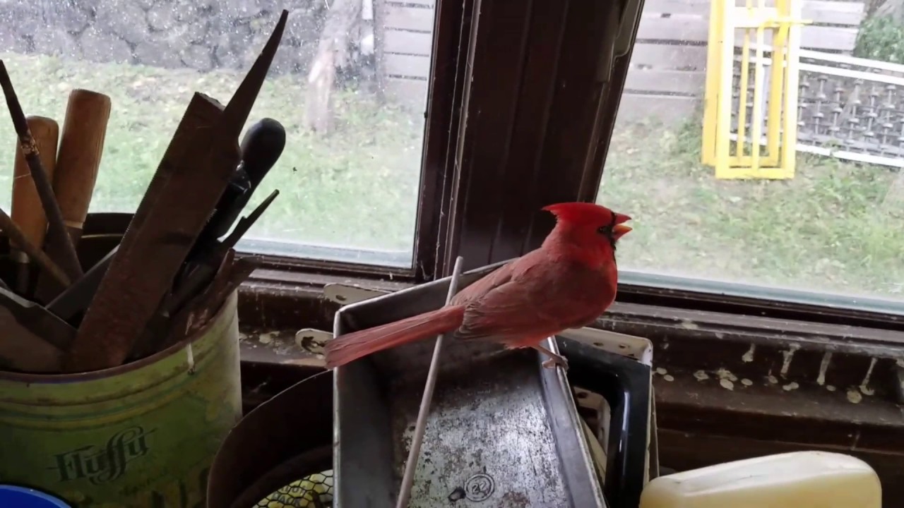 Friendly cardinal