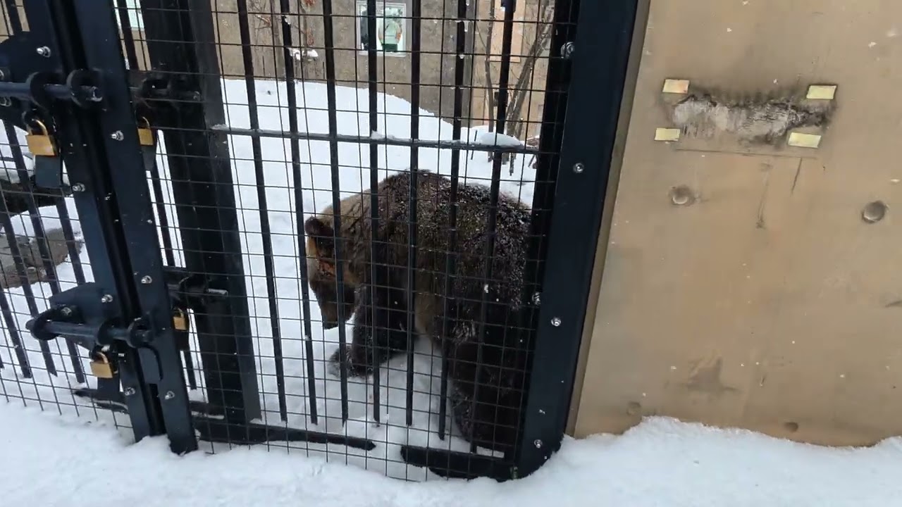 260116【冬の旭山動物園】27