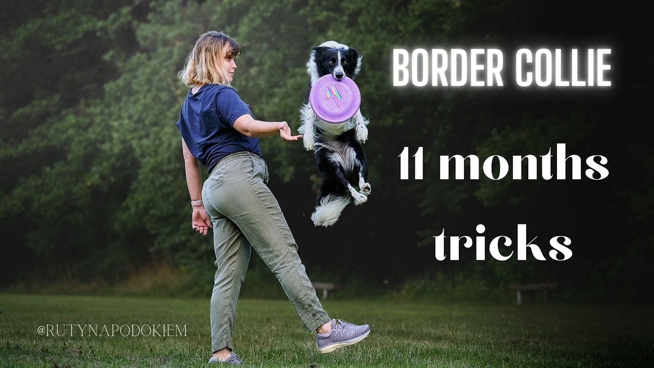 Jakie sztuczki umie mój Border Colie