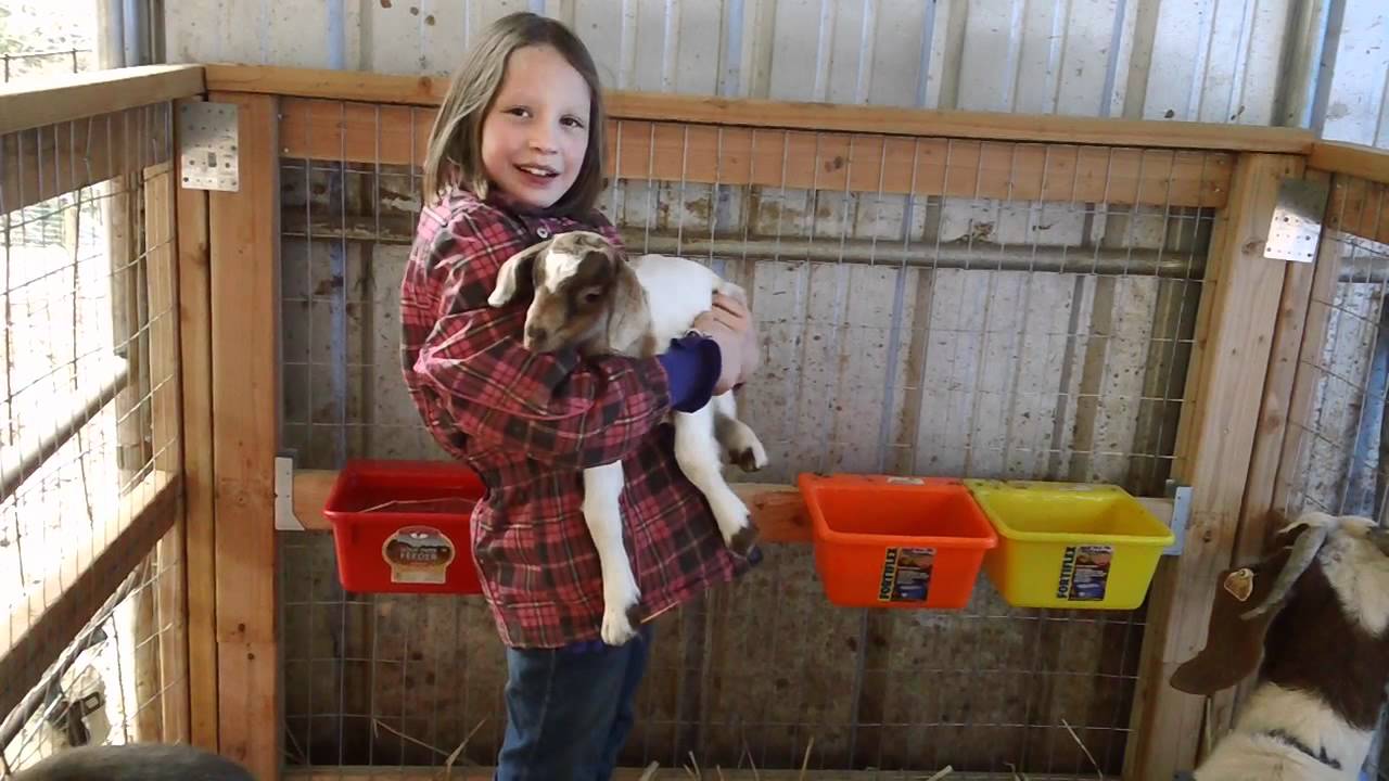 Baby Boer/Oberhasli Goats