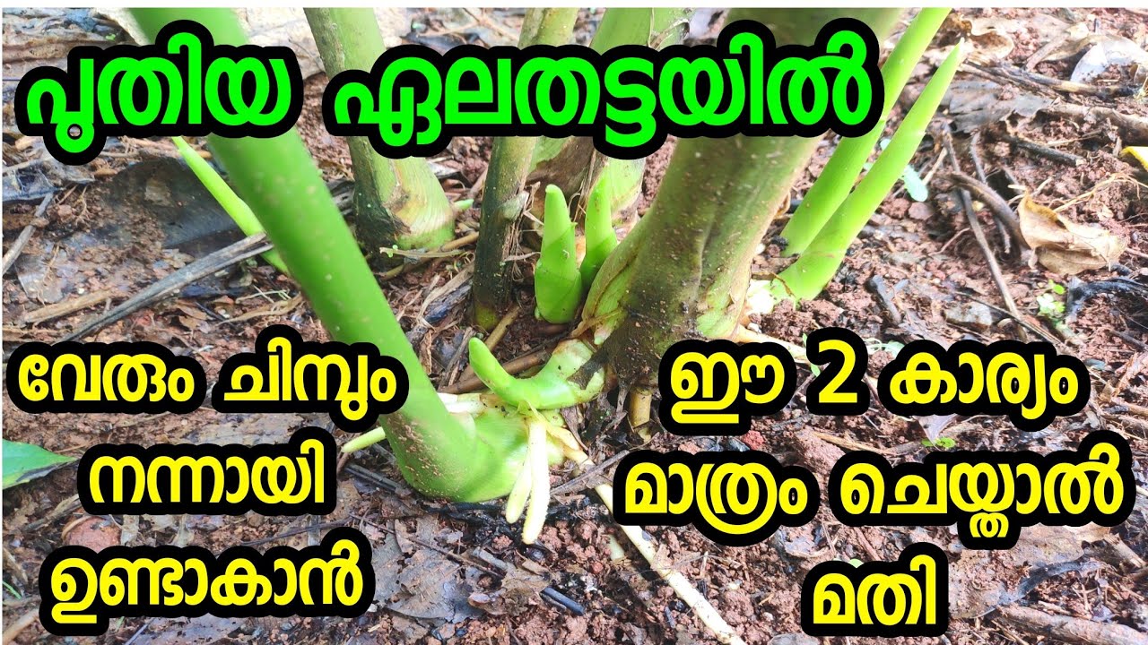 ഏലം കൃഷി ശെരിയായ നാടിൽ രീതി| cardamom agriculture and farming #cardamom #best #elam