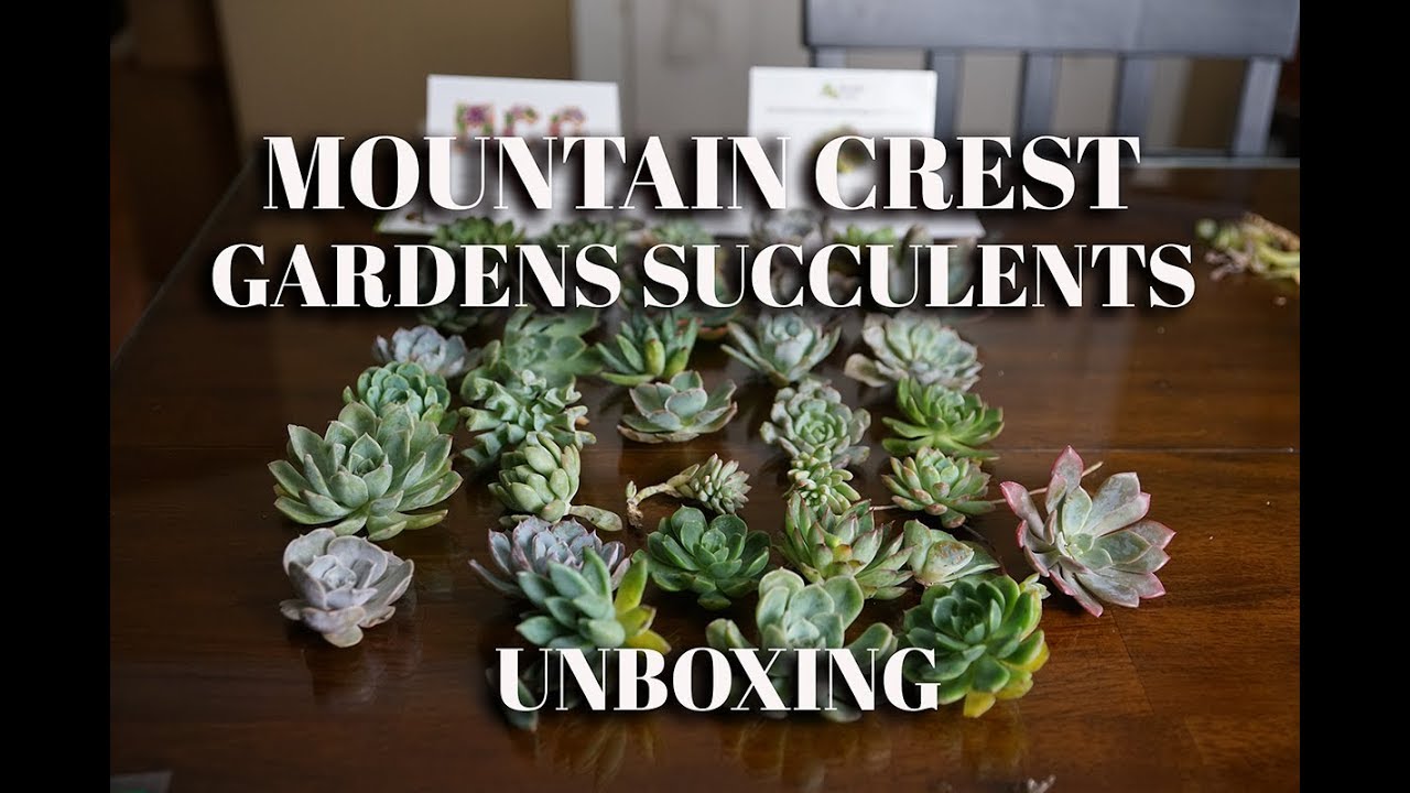 Mountain Crest Gardens Succulents
