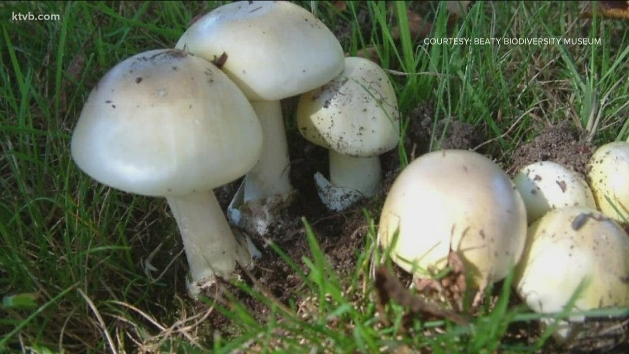 Poisonous mushroom found in Boise neighborhood