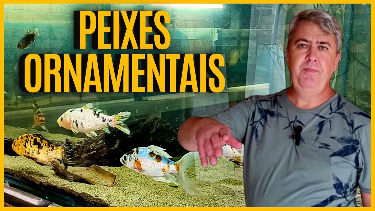CRIAÇÃO de PEIXES ORNAMENTAIS | no quintal de casa