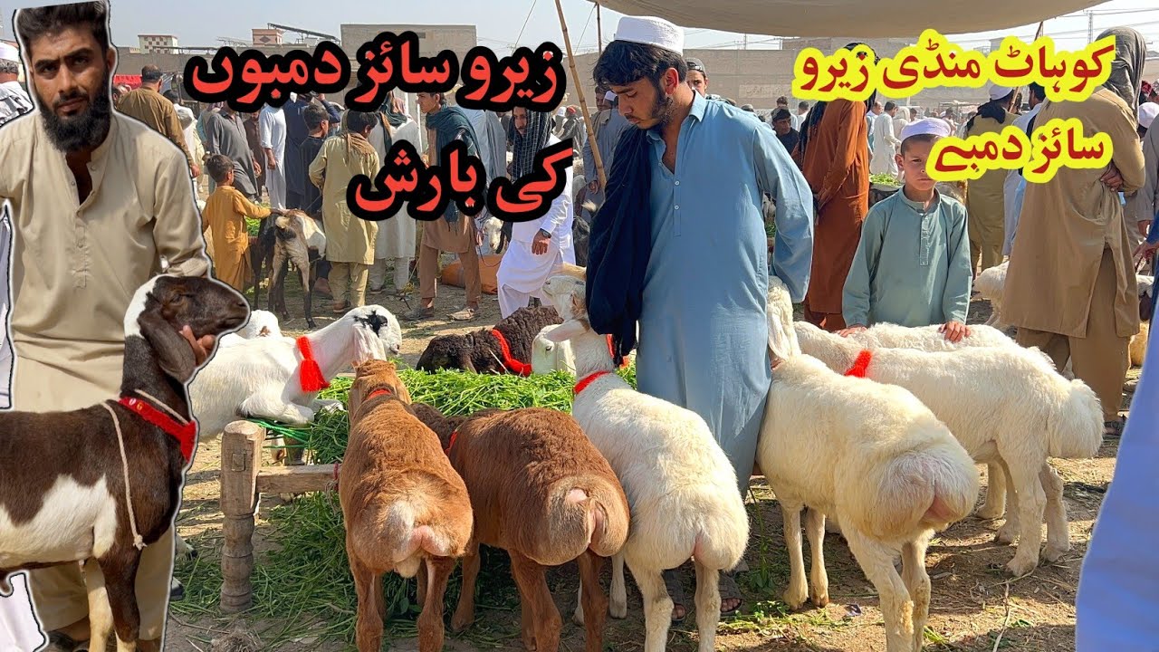 Pakistan Biggest Zero Size Kohat Dumba Mandi- Latest Update 2026 Qurbani March 1, 2026