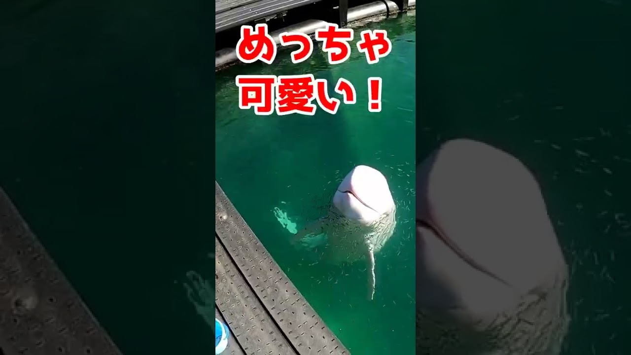 メンヘラすぎて激おこなイルカ#shorts