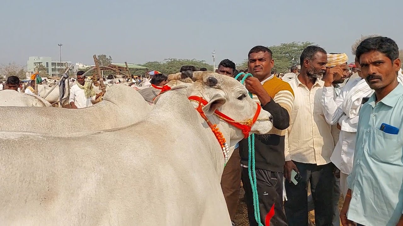 పెబ్బేరు శనివారం సంతలో రెండు భారీ సైజు ఆవులను కొన్న విజయవాడ రైతులు | Pebbair cow market @purnafarms