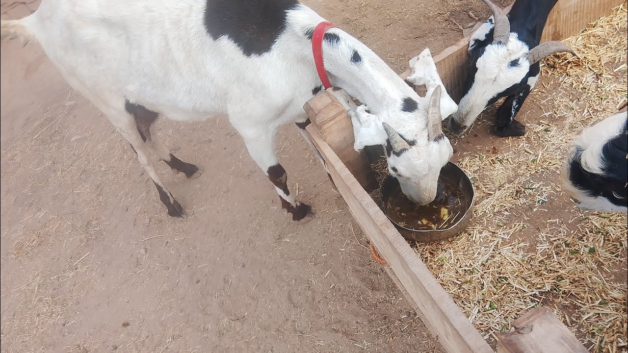 تازہ سوئی ہوئی بکری کا دودھ بڑھانے کا نسخہ سپیشل گاڑھا بنا کر دیں اور دودھ پانچ لیٹر دے گی گارنٹی ؟ا