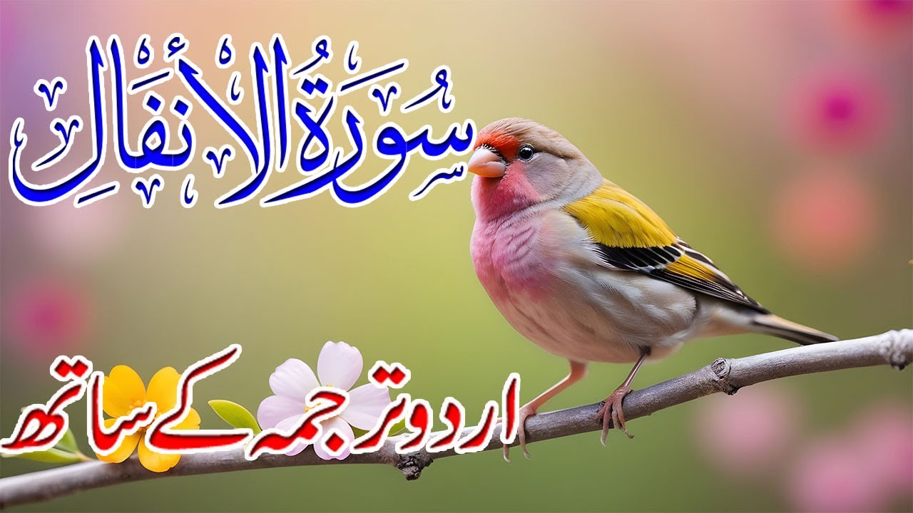 Surah Anfal Urdu Tarjuma K Sath | Surah Anfal With Urdu Translation | Best Ever Quran Recitation |