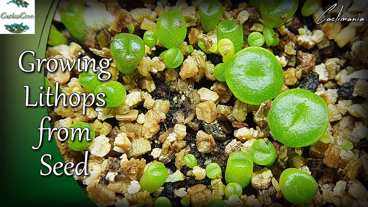 Cactus Seed Gifts from @CactusCove | Growing Lithops from Seed