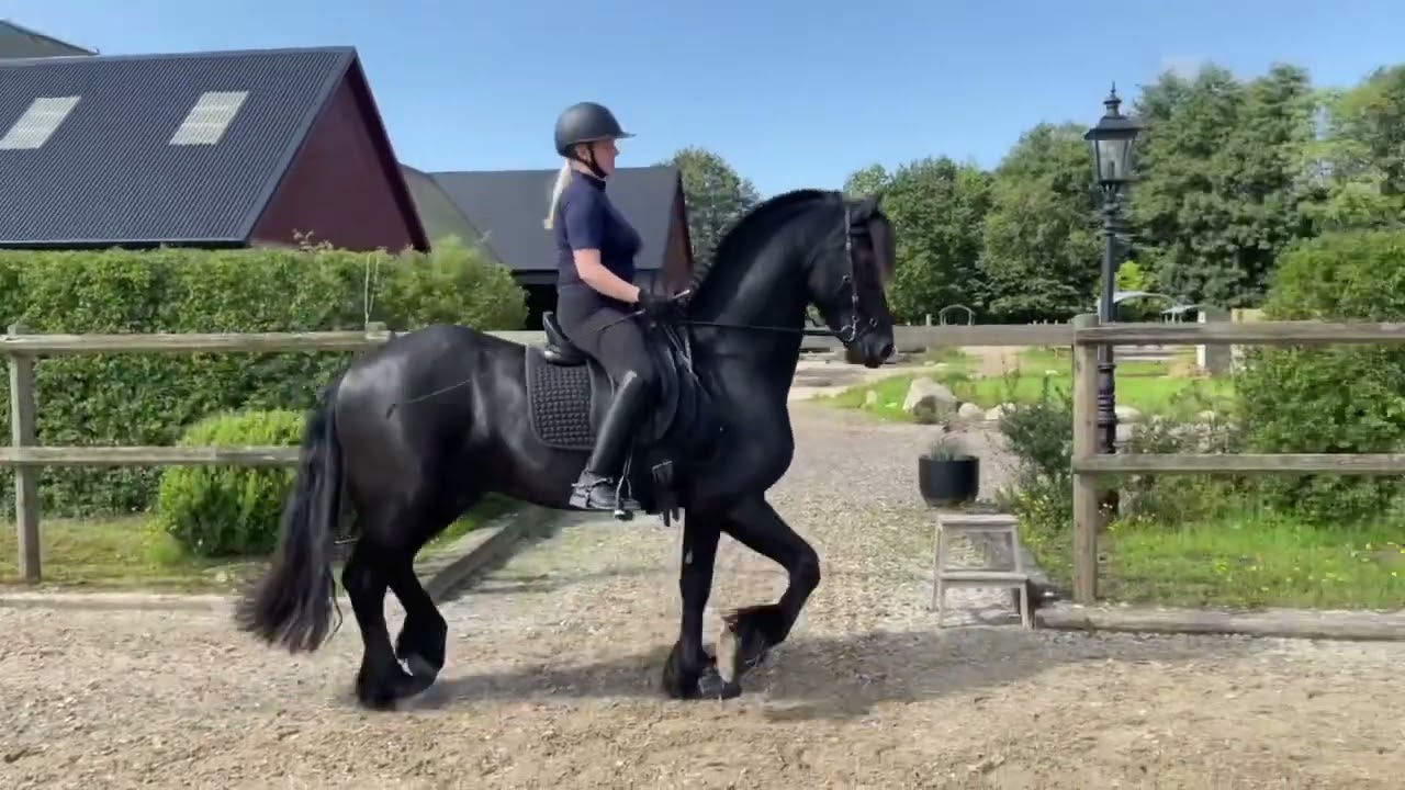 Training with Friesian stallion Sipke 450