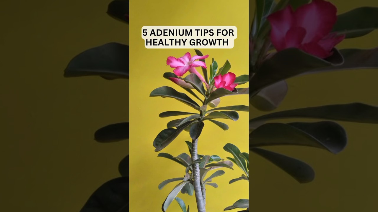 5 Tips For Heavy Growth of Adenium Plant | #shorts #adenium