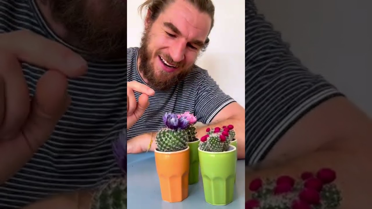 Der Trick warum Kakteen &uuml;ppig Bl&uuml;hen